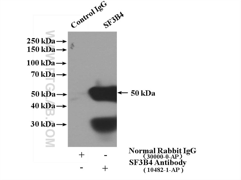 Immunoprecipitation (IP) experiment of HeLa cells using SF3B4 Polyclonal antibody (10482-1-AP)