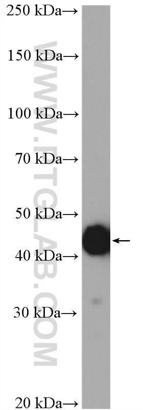 Western Blot (WB) analysis of HEK-293T cells using SF3B4 Polyclonal antibody (10482-1-AP)