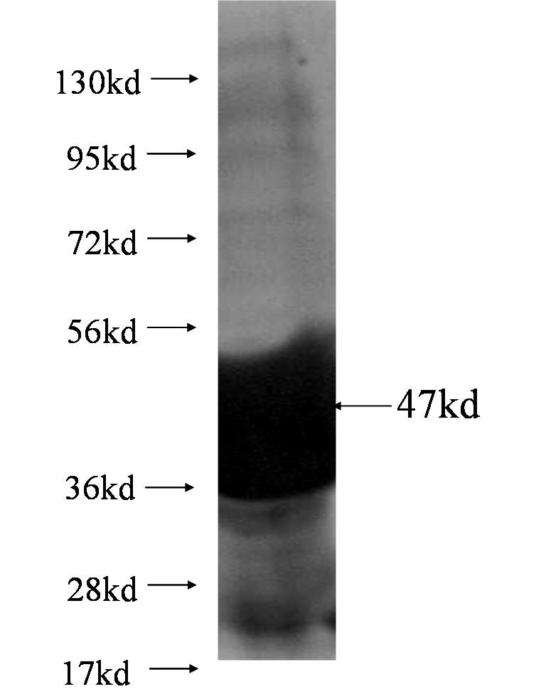 SF3B4 fusion protein Ag0737 SDS-PAGE