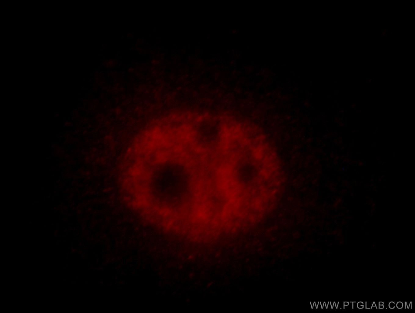 Immunofluorescence (IF) / fluorescent staining of HeLa cells using SF3B5 Polyclonal antibody (15525-1-AP)