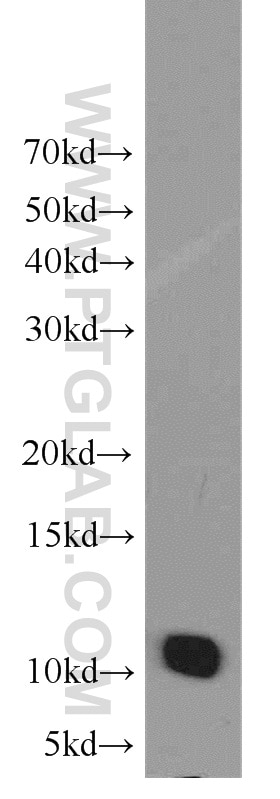 Western Blot (WB) analysis of mouse eye tissue using SF3B5 Polyclonal antibody (15525-1-AP)