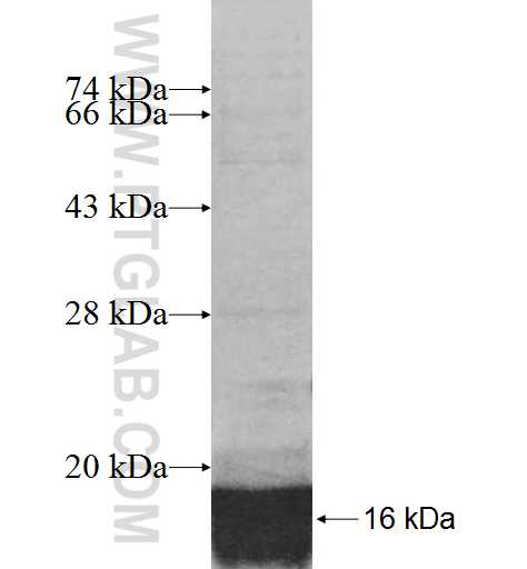 SF3B5 fusion protein Ag7321 SDS-PAGE