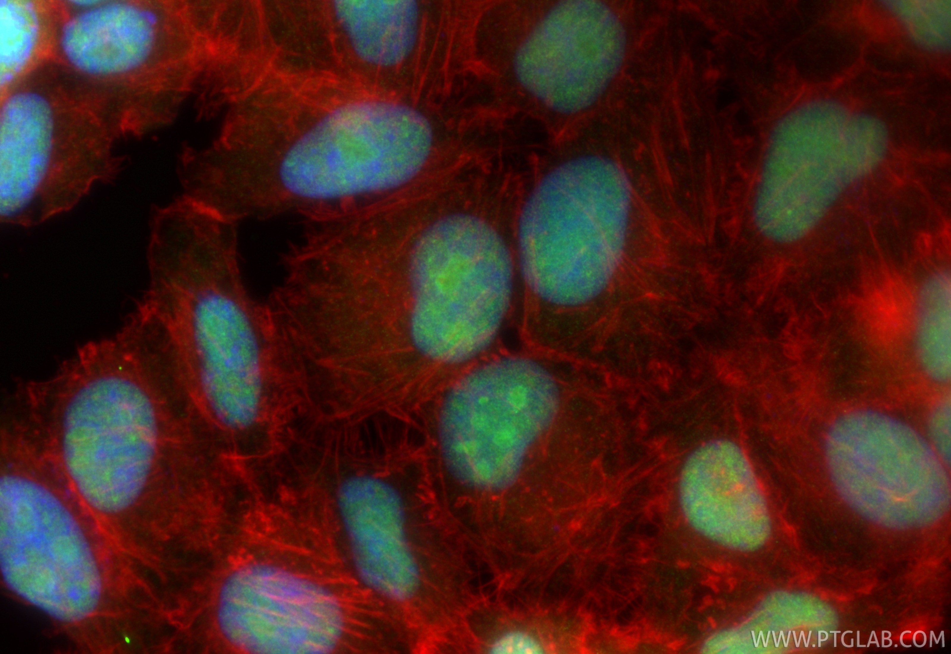 Immunofluorescence (IF) / fluorescent staining of HepG2 cells using SF4 Polyclonal antibody (15614-1-AP)