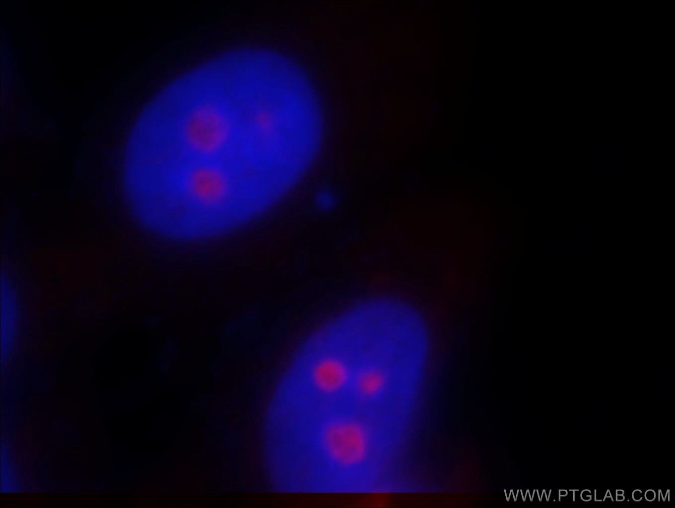 Immunofluorescence (IF) / fluorescent staining of HepG2 cells using SF4 Polyclonal antibody (15614-1-AP)