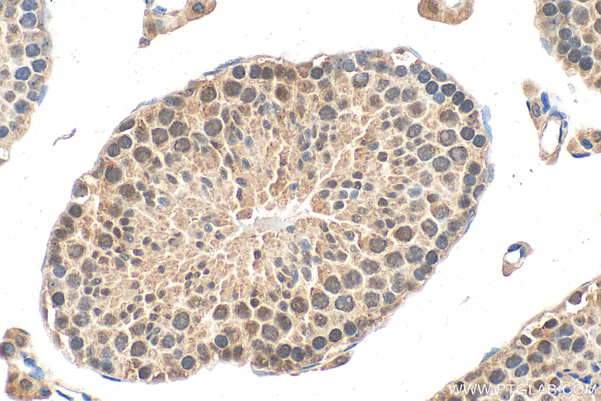 Immunohistochemistry (IHC) staining of mouse testis tissue using SF4 Polyclonal antibody (15614-1-AP)