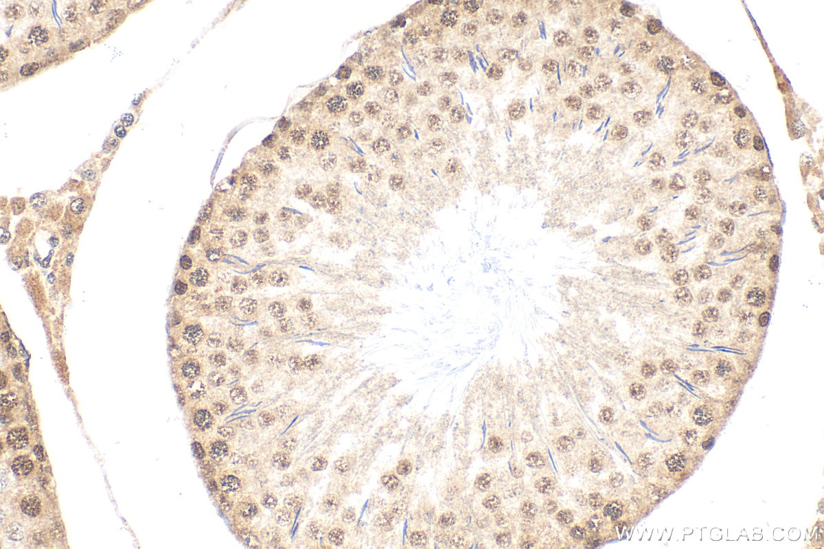 Immunohistochemistry (IHC) staining of rat testis tissue using SF4 Polyclonal antibody (15614-1-AP)
