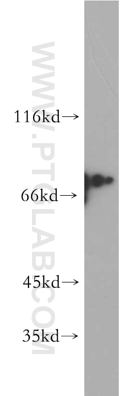 Western Blot (WB) analysis of HEK-293 cells using SF4 Polyclonal antibody (15614-1-AP)