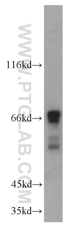 Western Blot (WB) analysis of mouse testis tissue using SF4 Polyclonal antibody (15614-1-AP)