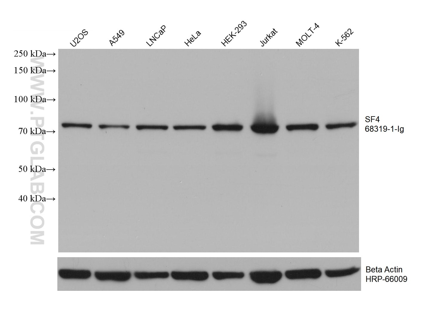 Western Blot (WB) analysis of various lysates using SF4 Monoclonal antibody (68319-1-Ig)
