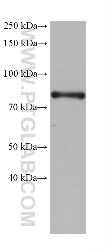 Western Blot (WB) analysis of NCCIT cells using SF4 Monoclonal antibody (68319-1-Ig)