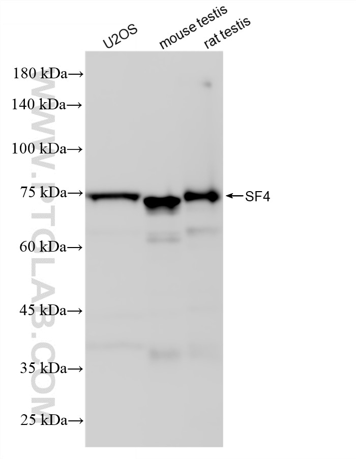 Western Blot (WB) analysis of various lysates using SF4 Recombinant monoclonal antibody (87600-1-RR)
