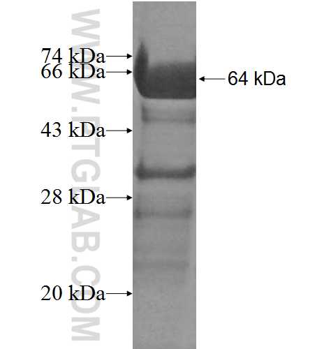 SF4 fusion protein Ag8006 SDS-PAGE