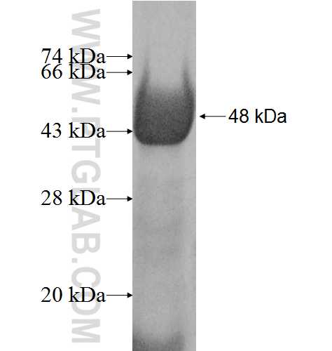 SF4 fusion protein Ag8014 SDS-PAGE
