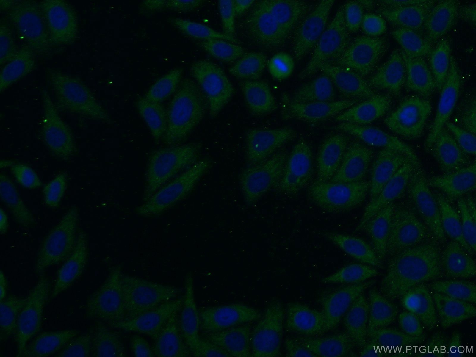 Immunofluorescence (IF) / fluorescent staining of HepG2 cells using SFI1 Polyclonal antibody (13550-1-AP)