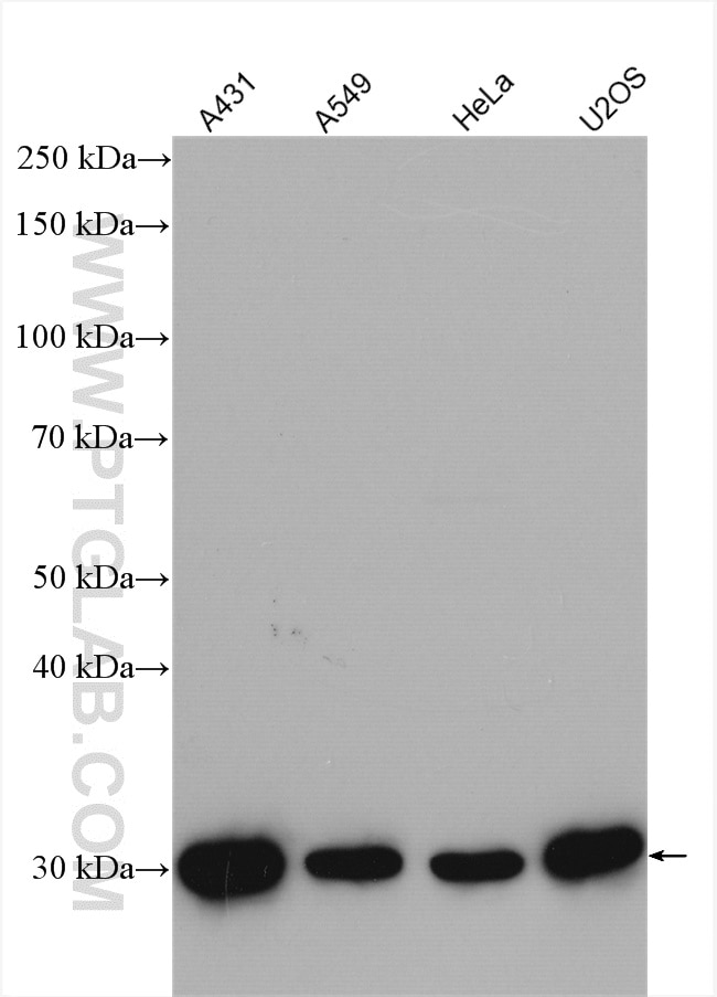 Western Blot (WB) analysis of various lysates using 14-3-3 Sigma Polyclonal antibody (10622-1-AP)