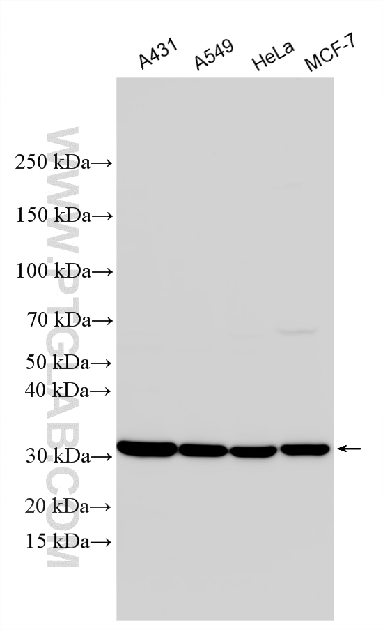 Western Blot (WB) analysis of various lysates using 14-3-3 Sigma Polyclonal antibody (10622-1-AP)