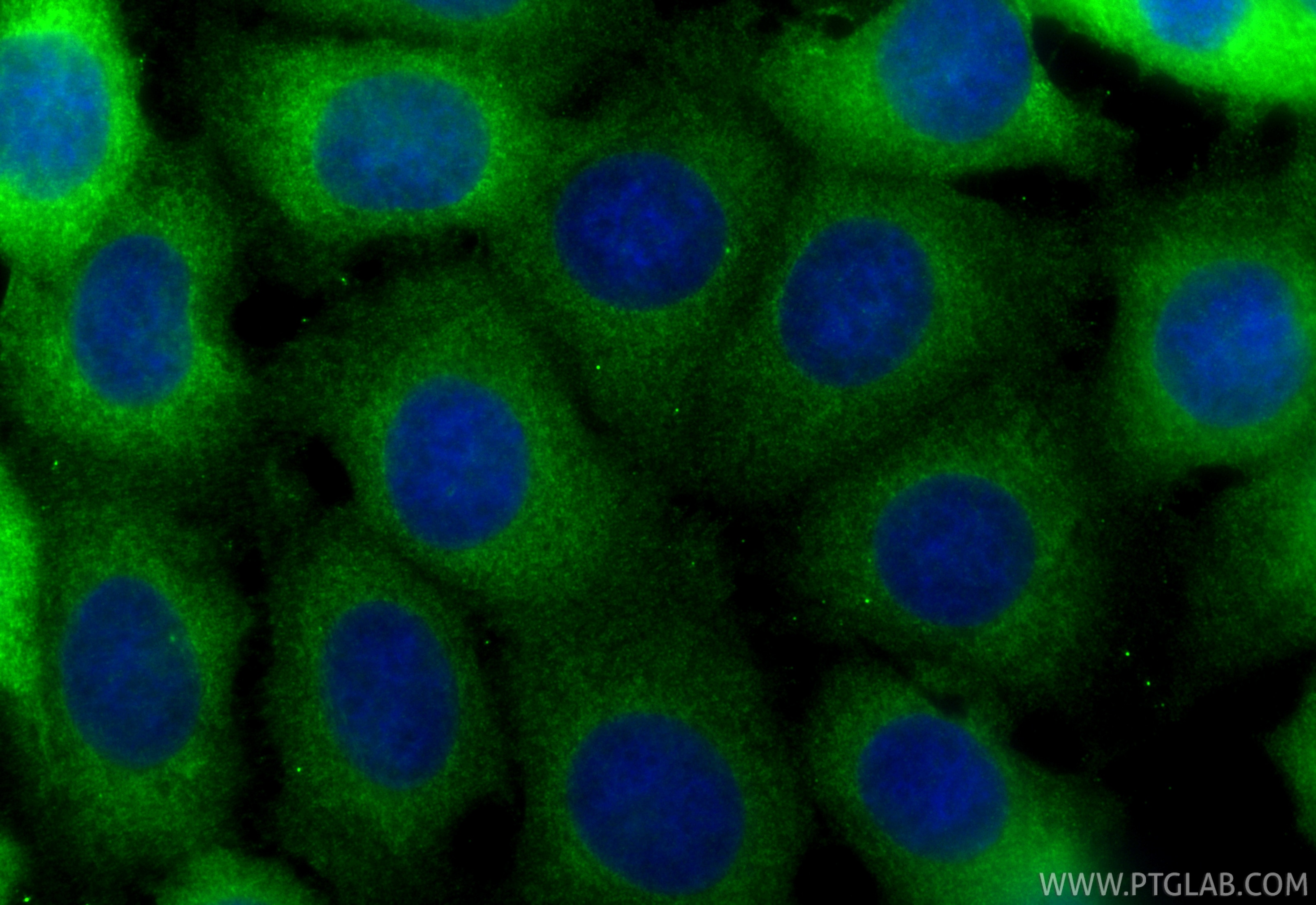Immunofluorescence (IF) / fluorescent staining of MCF-7 cells using 14-3-3 Sigma Monoclonal antibody (66251-1-Ig)