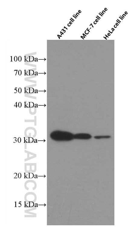 Western Blot (WB) analysis of various lysates using 14-3-3 Sigma Monoclonal antibody (66251-1-Ig)