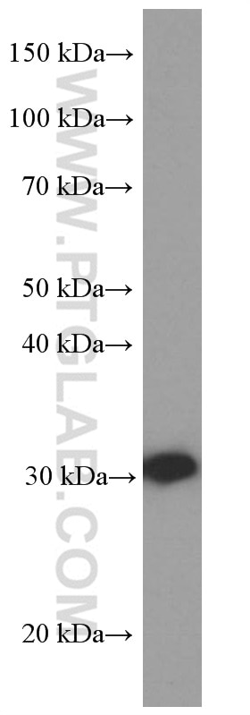 Western Blot (WB) analysis of HeLa cells using 14-3-3 Sigma Monoclonal antibody (66251-1-Ig)