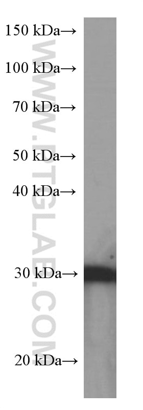 Western Blot (WB) analysis of MCF-7 cells using 14-3-3 Sigma Monoclonal antibody (66251-1-Ig)