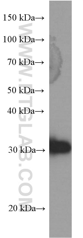 Western Blot (WB) analysis of A431 cells using 14-3-3 Sigma Monoclonal antibody (66251-1-Ig)