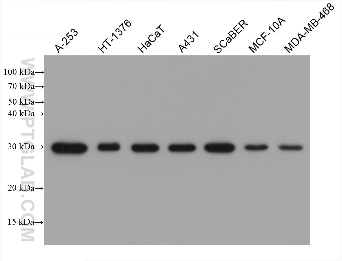 Western Blot (WB) analysis of A-253 cells using 14-3-3 Sigma Monoclonal antibody (66251-1-Ig)