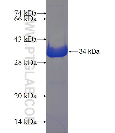 SFN fusion protein Ag12644 SDS-PAGE
