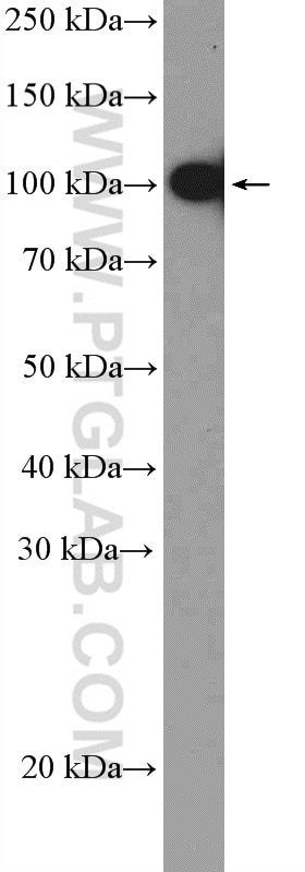 Western Blot (WB) analysis of Y79 cells using SFPQ Polyclonal antibody (15585-1-AP)