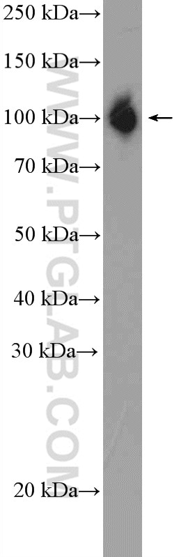 Western Blot (WB) analysis of Y79 cells using SFPQ Polyclonal antibody (15585-1-AP)