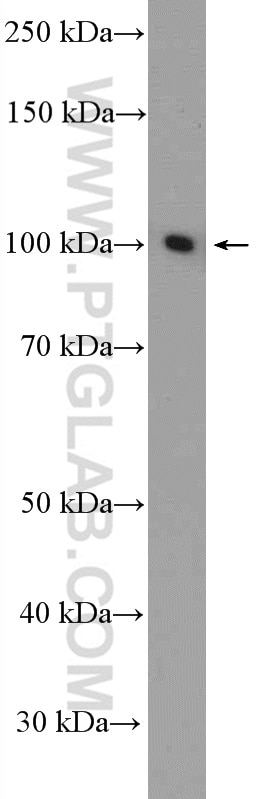 Western Blot (WB) analysis of PC-3 cells using SFPQ Polyclonal antibody (15585-1-AP)