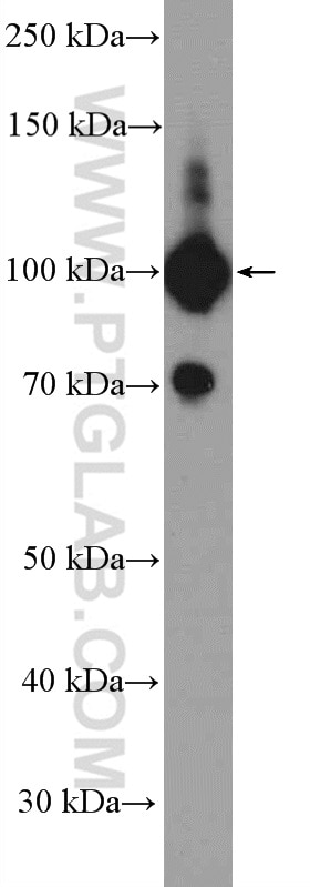 Western Blot (WB) analysis of PC-3 cells using SFPQ Polyclonal antibody (15585-1-AP)