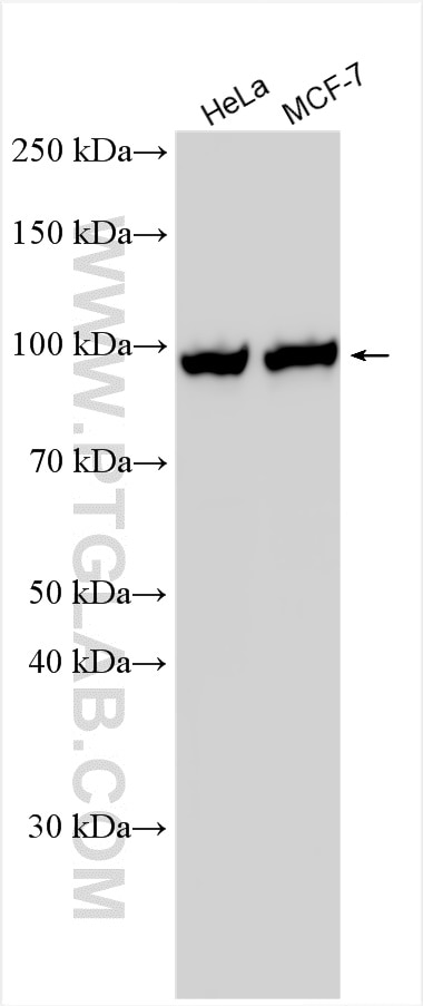 Western Blot (WB) analysis of various lysates using SFPQ Polyclonal antibody (15585-1-AP)