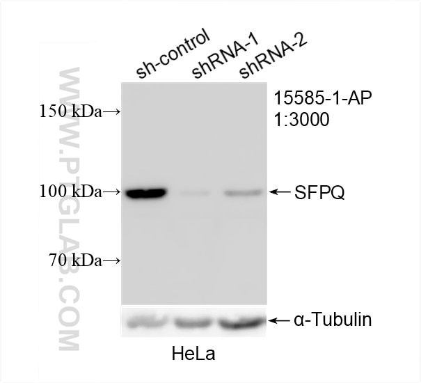 Western Blot (WB) analysis of HeLa cells using SFPQ Polyclonal antibody (15585-1-AP)