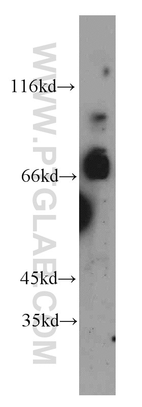 Western Blot (WB) analysis of mouse brain tissue using SFPQ Polyclonal antibody (15585-1-AP)