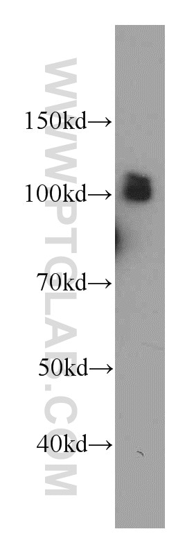 Western Blot (WB) analysis of human brain tissue using SFPQ Polyclonal antibody (15585-1-AP)