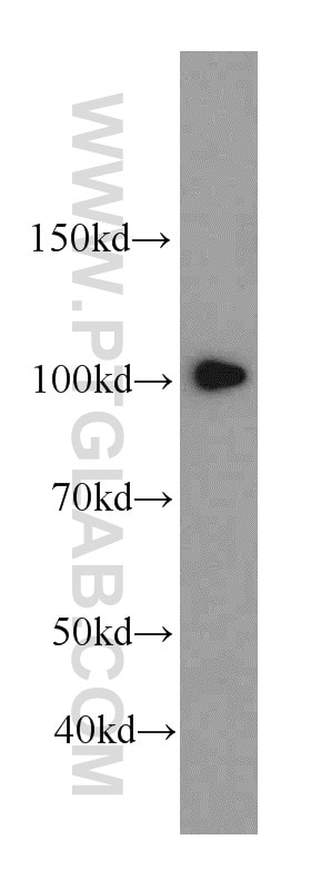 Western Blot (WB) analysis of PC-3 cells using SFPQ Polyclonal antibody (15585-1-AP)