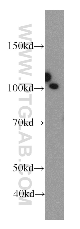 Western Blot (WB) analysis of BxPC-3 cells using SFPQ Polyclonal antibody (15585-1-AP)