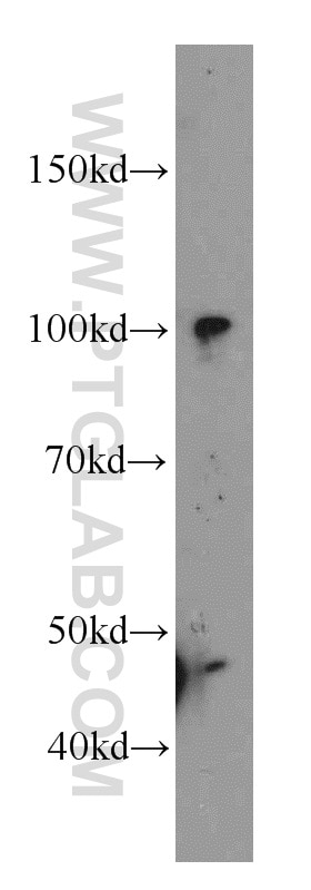 Western Blot (WB) analysis of Y79 cells using SFPQ Polyclonal antibody (15585-1-AP)