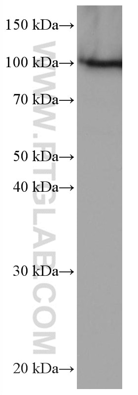 Western Blot (WB) analysis of HeLa cells using SFPQ Monoclonal antibody (67129-1-Ig)