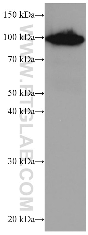 Western Blot (WB) analysis of Jurkat cells using SFPQ Monoclonal antibody (67129-1-Ig)