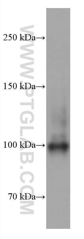 Western Blot (WB) analysis of PC-3 cells using SFPQ Monoclonal antibody (67129-1-Ig)