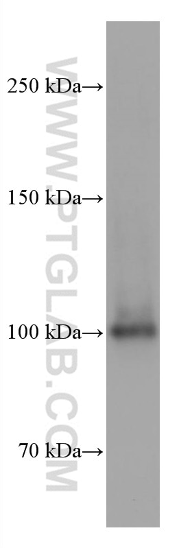 Western Blot (WB) analysis of Jurkat cells using SFPQ Monoclonal antibody (67129-1-Ig)