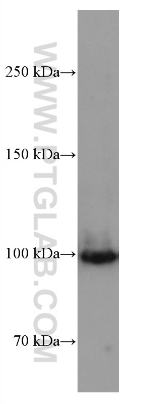 Western Blot (WB) analysis of HSC-T6 cells using SFPQ Monoclonal antibody (67129-1-Ig)