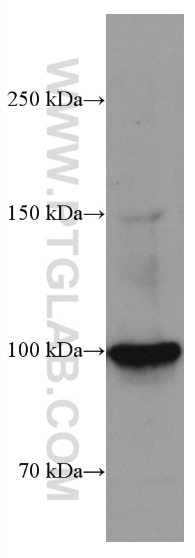 Western Blot (WB) analysis of NIH/3T3 cells using SFPQ Monoclonal antibody (67129-1-Ig)