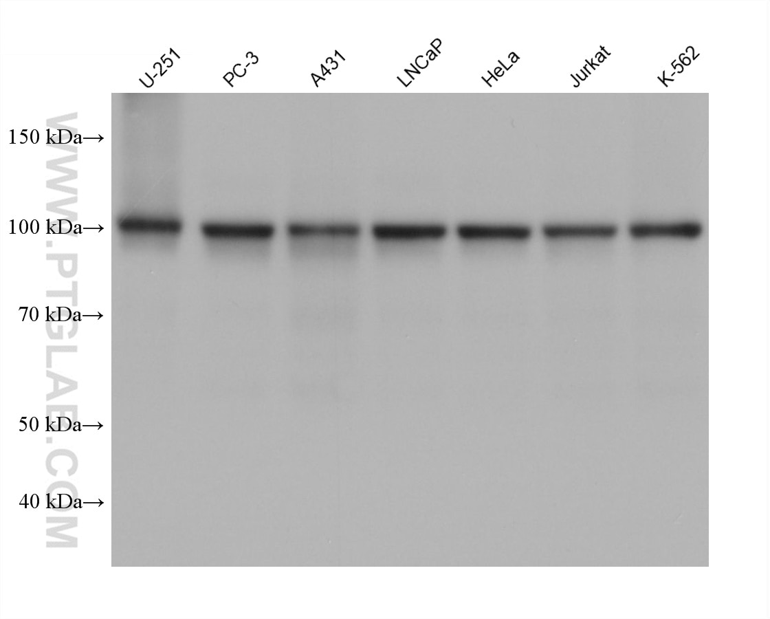 Western Blot (WB) analysis of various lysates using SFPQ Monoclonal antibody (67129-1-Ig)