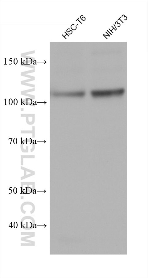 Western Blot (WB) analysis of various lysates using SFPQ Monoclonal antibody (67129-1-Ig)