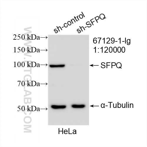 Western Blot (WB) analysis of HeLa cells using SFPQ Monoclonal antibody (67129-1-Ig)