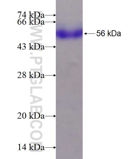 SFPQ fusion protein Ag7181 SDS-PAGE