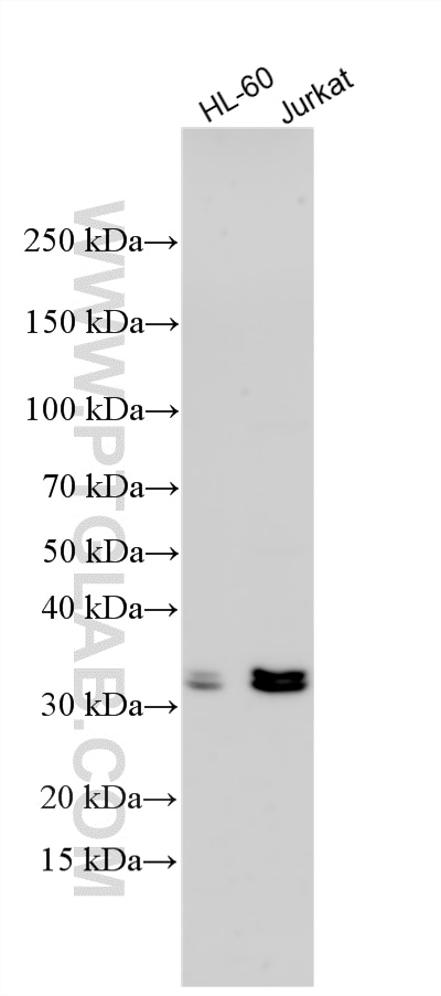 Various lysates were subjected to SDS PAGE followed by western blot with 26284-1-AP (C10orf78 antibody) at dilution of 1:2000 incubated at room temperature for 1.5 hours. Western Blot (WB) analysis of various lysates using SFR1 Polyclonal antibody (26284-1-AP)