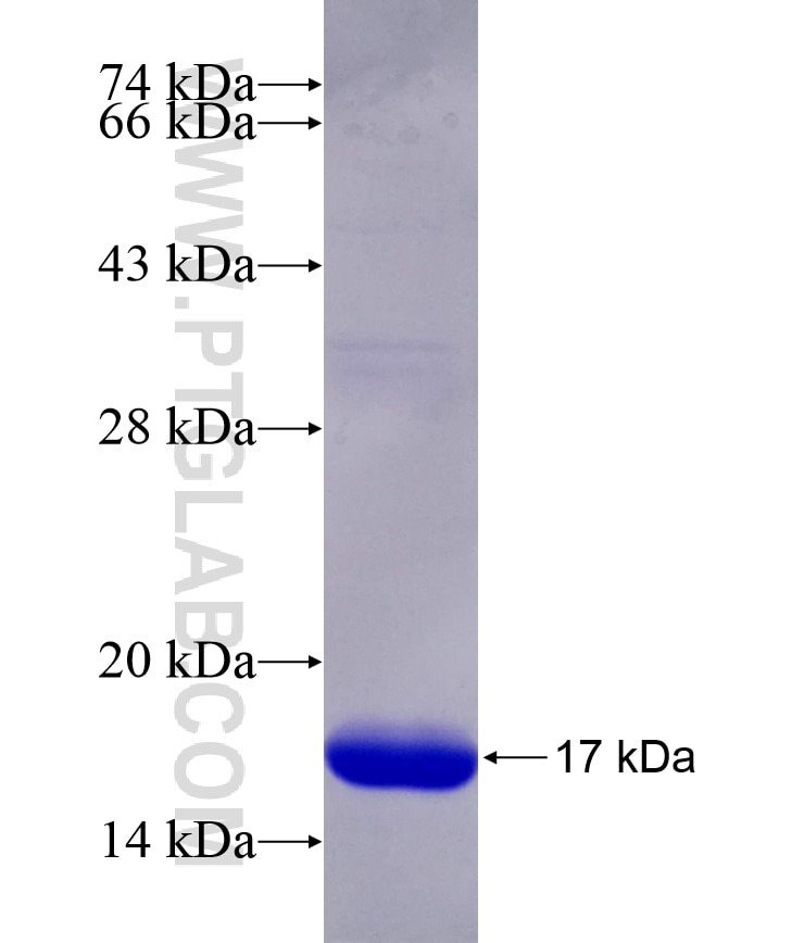 SFRP1 fusion protein Ag24844 SDS-PAGE